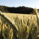 Single News